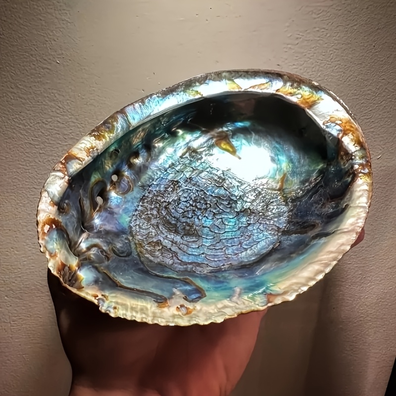 Outdoor Furniture Material - مزهريات من صدف الأبالون، زخارف من